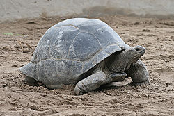 Negligibly Senescent Aldebra Giant Tortoise - photo wikipedia.org