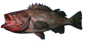 Rougheye Rockfish -- Wikipedia