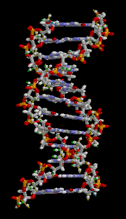 DNA Molecule Animation -- Wikipedia